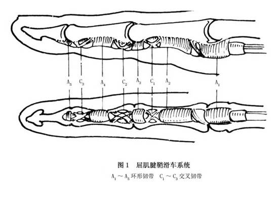 拇指的骨纤维管较短,有1个斜形滑车与2个环形滑车(图1).