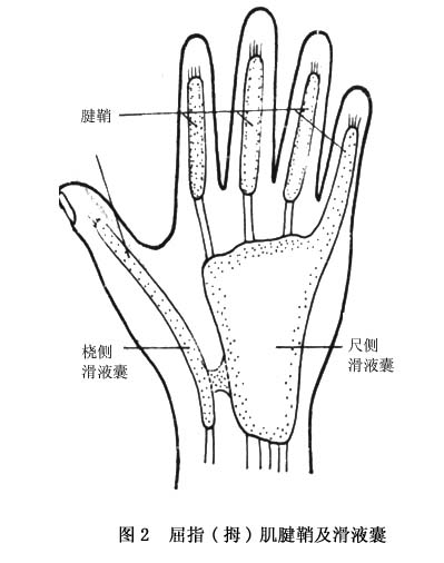 两根肌腱在近末端有三角形的短腱纽与指骨相连,而在其近侧端另有束状